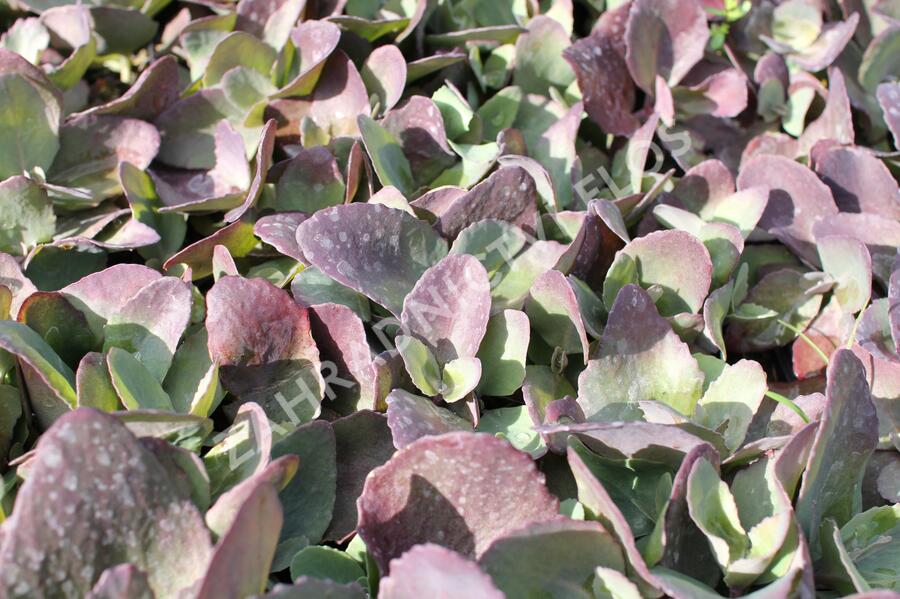 Rozchodník 'Cherry Truffle' - Sedum 'Cherry Truffle'