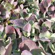 Rozchodník 'Cherry Truffle' - Sedum 'Cherry Truffle'