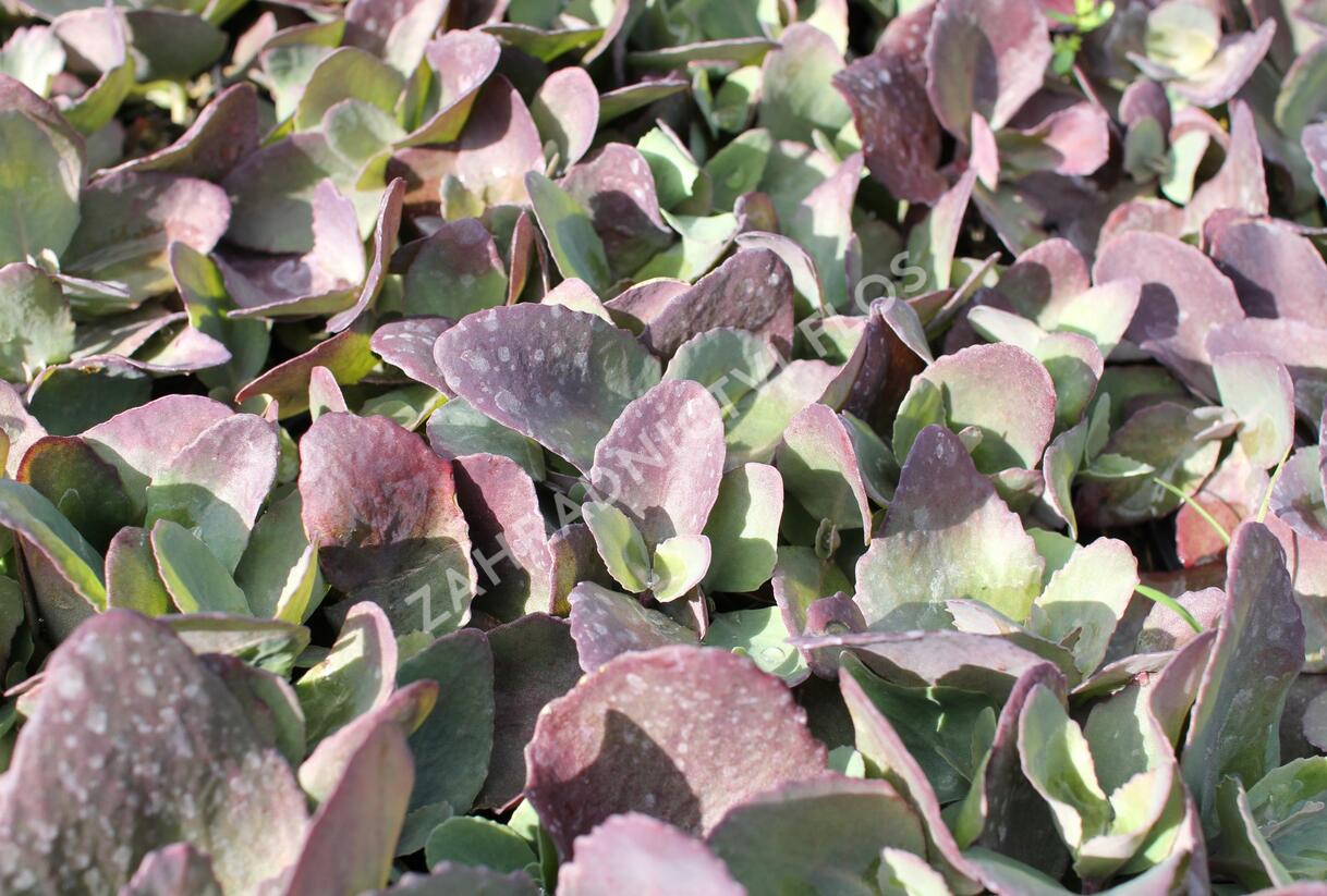 Rozchodník 'Cherry Truffle' - Sedum telephium 'Cherry Truffle'