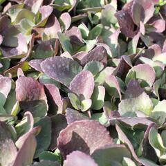 Rozchodník 'Cherry Truffle' - Sedum 'Cherry Truffle'