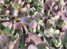 Rozchodník 'Cherry Truffle' - Sedum telephium 'Cherry Truffle'