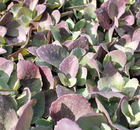 Rozchodník 'Cherry Truffle' - Sedum telephium 'Cherry Truffle'