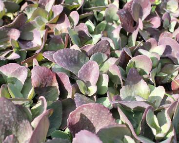 Rozchodník 'Cherry Truffle'