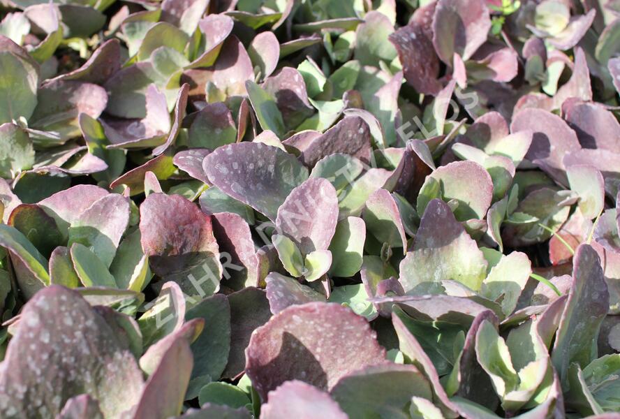 Rozchodník 'Cherry Truffle' - Sedum telephium 'Cherry Truffle'