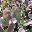 Rozchodník 'Cherry Truffle' - Sedum 'Cherry Truffle'
