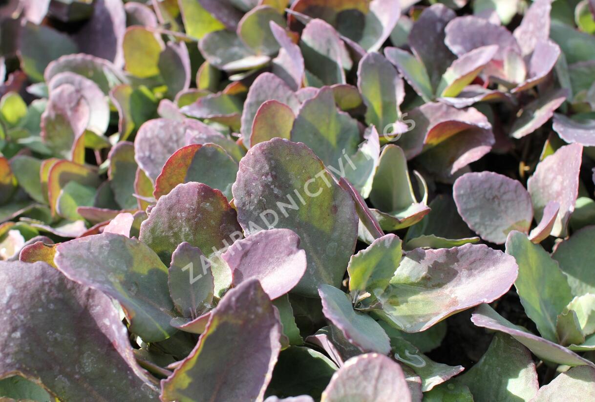 Rozchodník 'Cherry Truffle' - Sedum telephium 'Cherry Truffle'