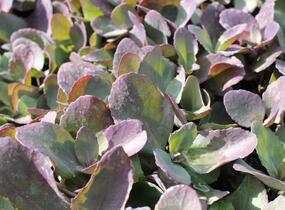 Rozchodník 'Cherry Truffle' - Sedum telephium 'Cherry Truffle'