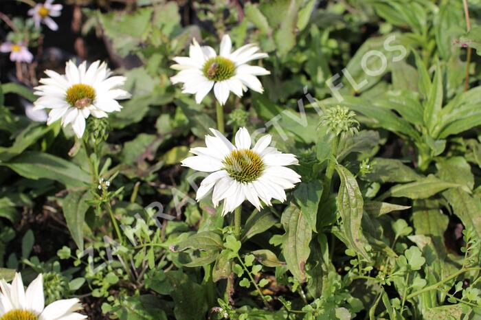 Třapatkovka nachová 'JS Ivos Poem' - Echinacea purpurea 'JS Ivos Poem'