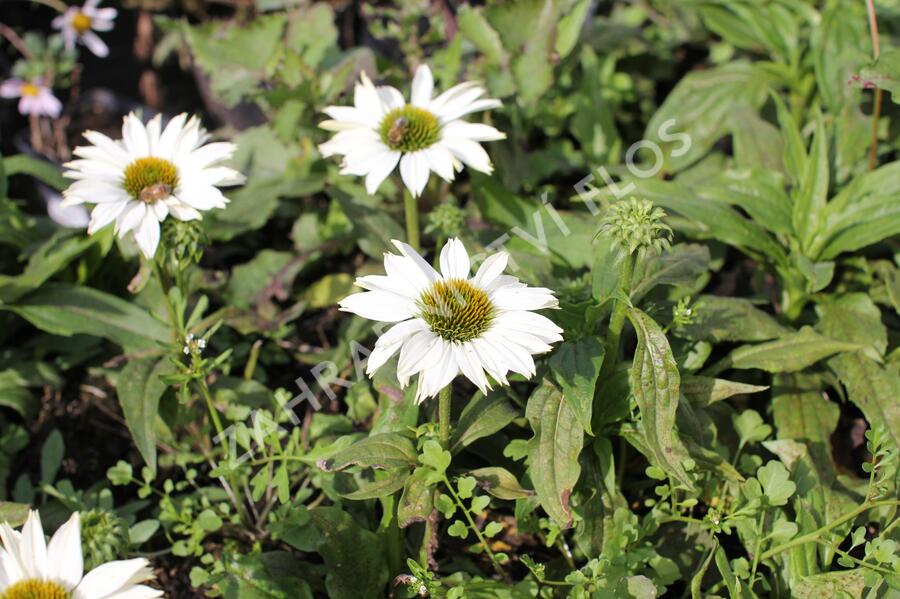 Třapatkovka nachová 'JS Ivos Poem' - Echinacea purpurea 'JS Ivos Poem'