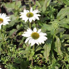 Třapatkovka nachová 'JS Ivos Poem' - Echinacea purpurea 'JS Ivos Poem'