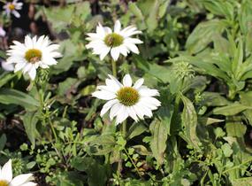 Třapatkovka nachová 'JS Ivos Poem' - Echinacea purpurea 'JS Ivos Poem'
