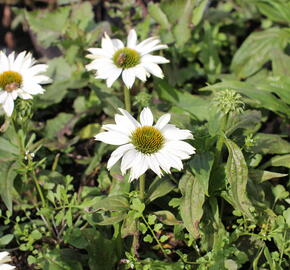 Třapatkovka nachová 'JS Ivos Poem' - Echinacea purpurea 'JS Ivos Poem'