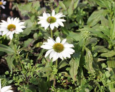 Třapatkovka nachová 'JS Ivos Poem'