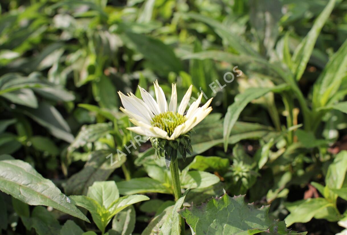 Třapatkovka nachová 'JS Ivos Poem' - Echinacea purpurea 'JS Ivos Poem'