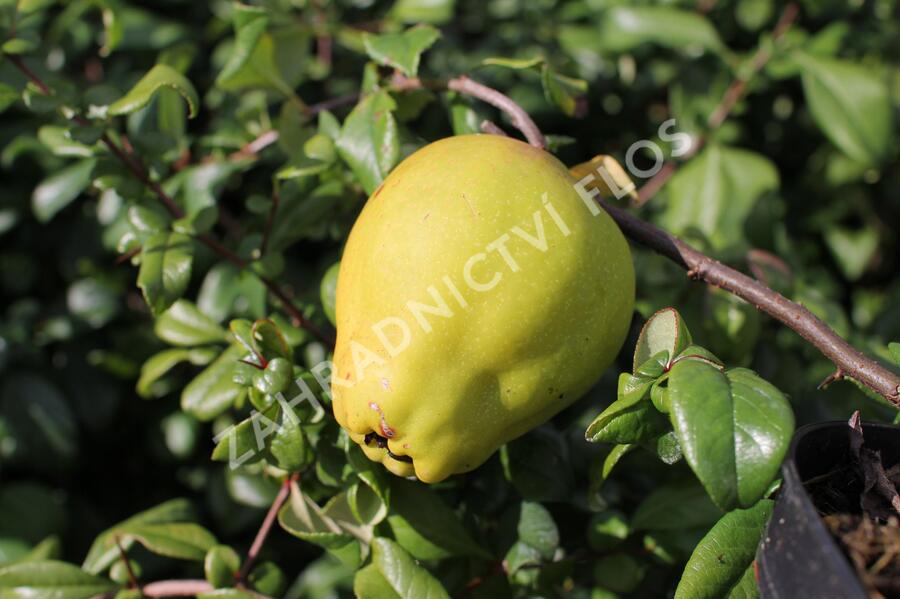 Kdoulovec nádherný 'Red Trail! - Chaenomeles superba 'Red Trail'