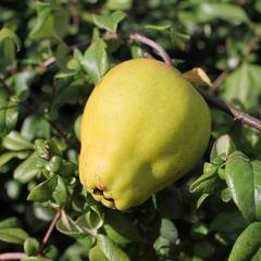 Kdoulovec nádherný 'Red Trail! - Chaenomeles superba 'Red Trail'