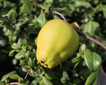 Kdoulovec nádherný 'Red Trail!