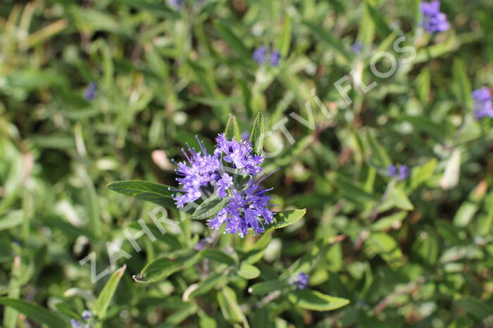 Ořechokřídlec clandonský 'Kew Blue' - Caryopteris clandonensis 'Kew Blue'