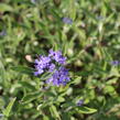 Ořechokřídlec clandonský 'Kew Blue' - Caryopteris clandonensis 'Kew Blue'