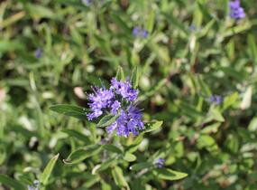 Ořechokřídlec clandonský 'Kew Blue' - Caryopteris clandonensis 'Kew Blue'