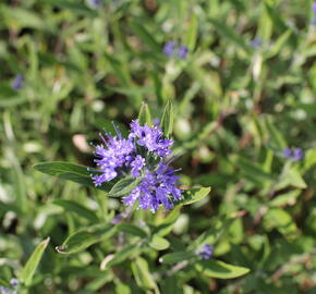 Ořechokřídlec clandonský 'Kew Blue' - Caryopteris clandonensis 'Kew Blue'