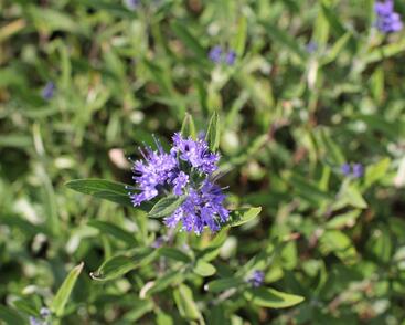 Ořechokřídlec clandonský 'Kew Blue'