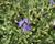 Ořechokřídlec clandonský 'Kew Blue'