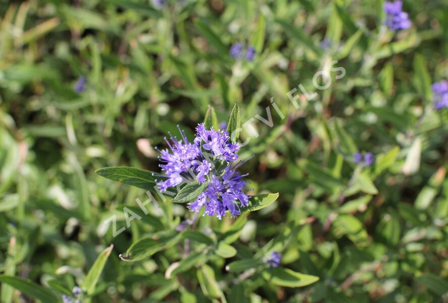 Ořechokřídlec clandonský 'Kew Blue' - Caryopteris clandonensis 'Kew Blue'