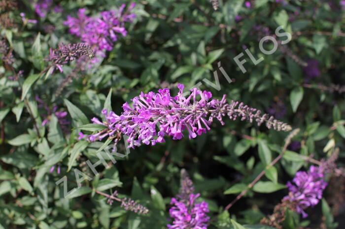 Motýlí keř, Komule Davidova 'Argus Velvet' - Buddleja davidii 'Argus Velvet'
