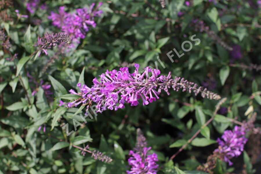 Motýlí keř, Komule Davidova 'Argus Velvet' - Buddleja davidii 'Argus Velvet'