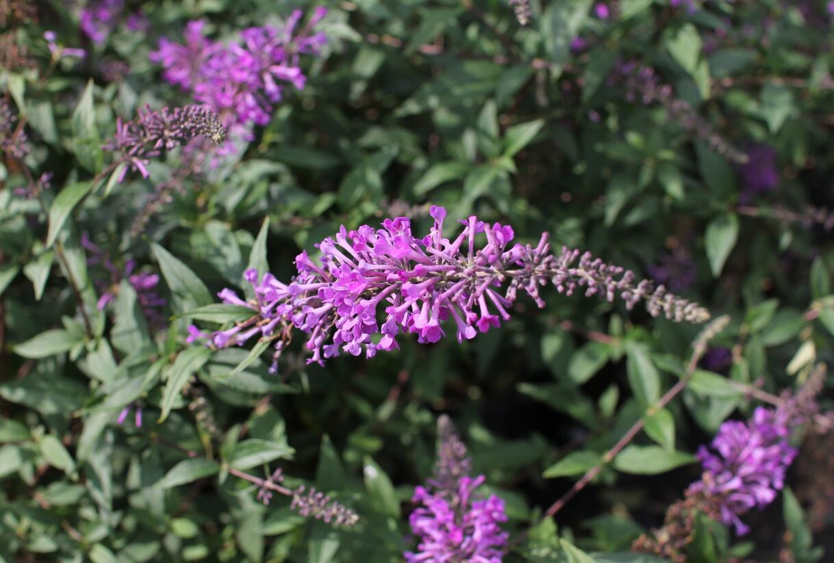 Motýlí keř, Komule Davidova 'Argus Velvet' - Buddleja davidii 'Argus Velvet'