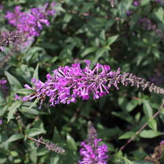 Motýlí keř, Komule Davidova 'Argus Velvet' - Buddleja davidii 'Argus Velvet'
