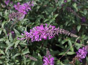 Motýlí keř, Komule Davidova 'Argus Velvet' - Buddleja davidii 'Argus Velvet'