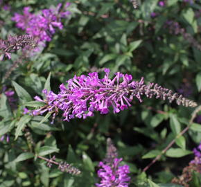 Motýlí keř, Komule Davidova 'Argus Velvet' - Buddleja davidii 'Argus Velvet'