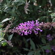 Motýlí keř, Komule Davidova 'Argus Velvet' - Buddleja davidii 'Argus Velvet'
