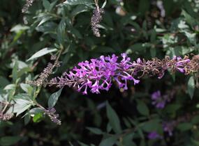 Motýlí keř, Komule Davidova 'Argus Velvet' - Buddleja davidii 'Argus Velvet'