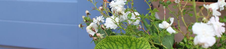 podzimní dekorace ke dveřím