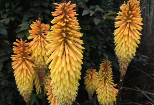 Kleopatřina jehla (mnohokvět) ‘Wrexham Buttercup’ - Kniphofia ‘Wrexham Buttercup’