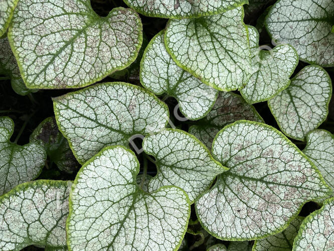 Pomněnkovec velkolistý 'Silver Spear' - Brunnera macrophylla 'Silver Spear'