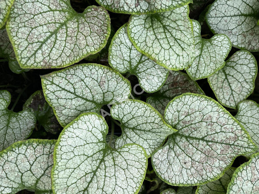 Pomněnkovec velkolistý 'Silver Spear' - Brunnera macrophylla 'Silver Spear'