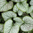 Pomněnkovec velkolistý 'Silver Spear' - Brunnera macrophylla 'Silver Spear'