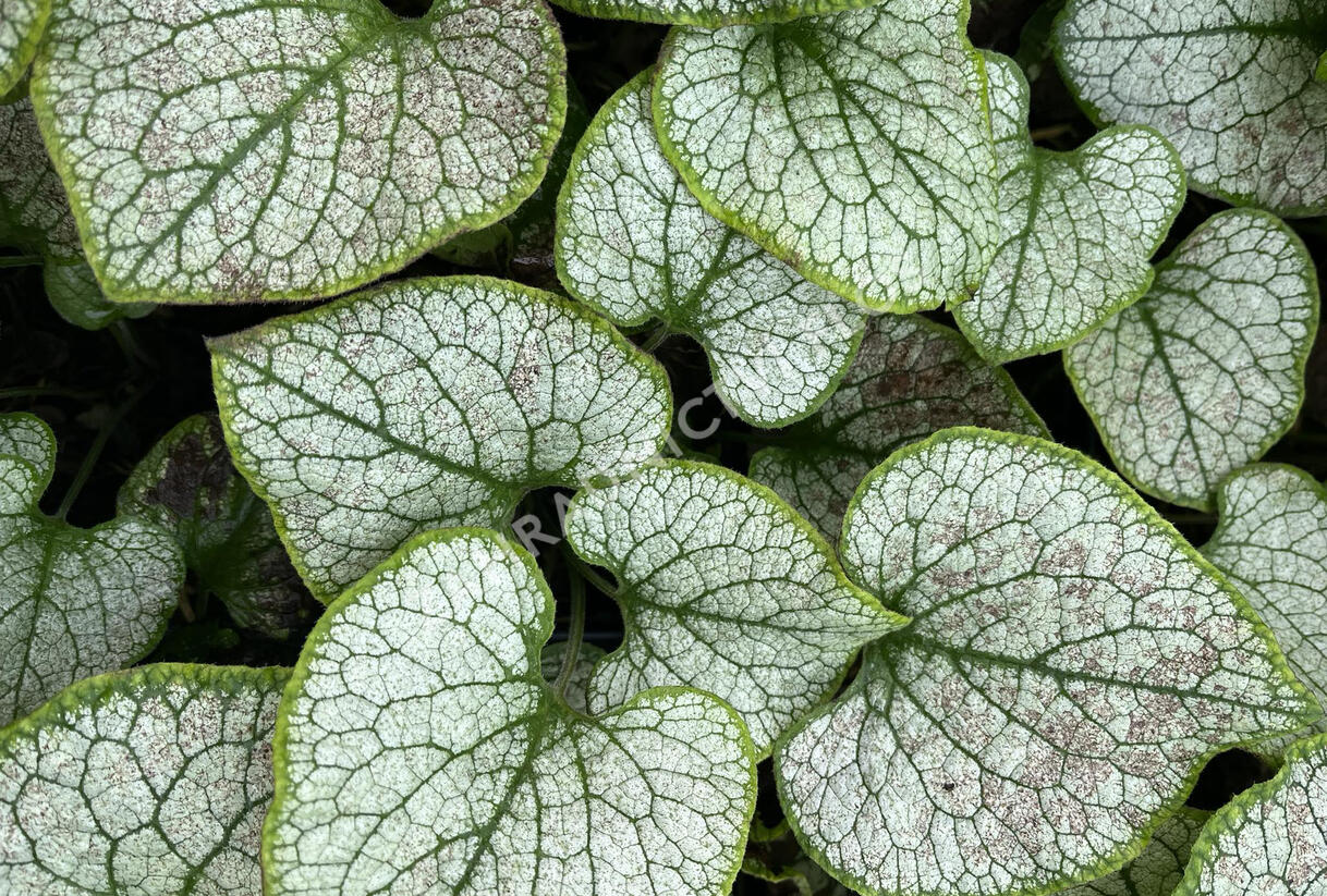 Pomněnkovec velkolistý 'Silver Spear' - Brunnera macrophylla 'Silver Spear'