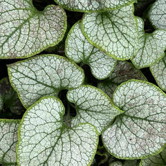 Pomněnkovec velkolistý 'Silver Spear' - Brunnera macrophylla 'Silver Spear'