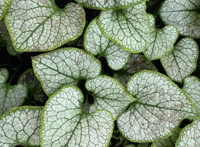 Pomněnkovec velkolistý 'Silver Spear' - Brunnera macrophylla 'Silver Spear'