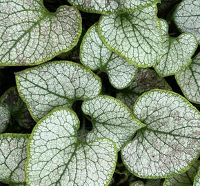 Pomněnkovec velkolistý 'Silver Spear' - Brunnera macrophylla 'Silver Spear'