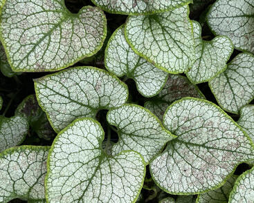 Pomněnkovec velkolistý 'Silver Spear'