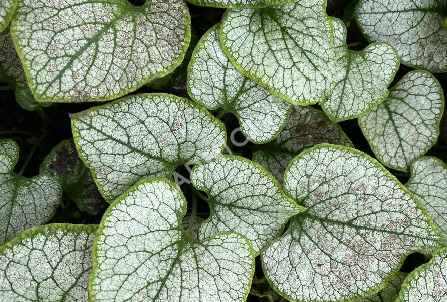 Pomněnkovec velkolistý 'Silver Spear' - Brunnera macrophylla 'Silver Spear'