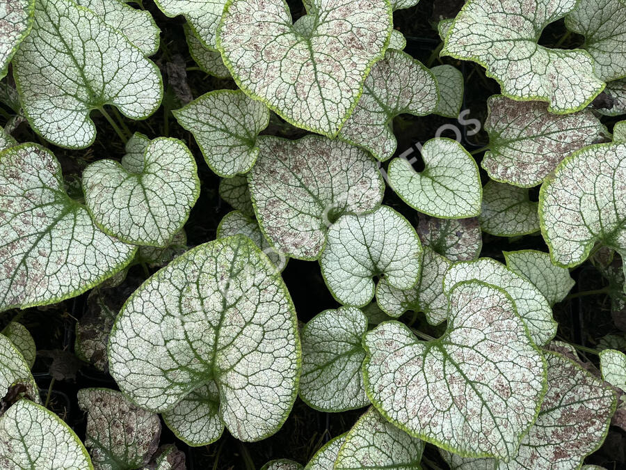 Pomněnkovec velkolistý 'Silver Spear' - Brunnera macrophylla 'Silver Spear'