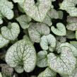 Pomněnkovec velkolistý 'Silver Spear' - Brunnera macrophylla 'Silver Spear'