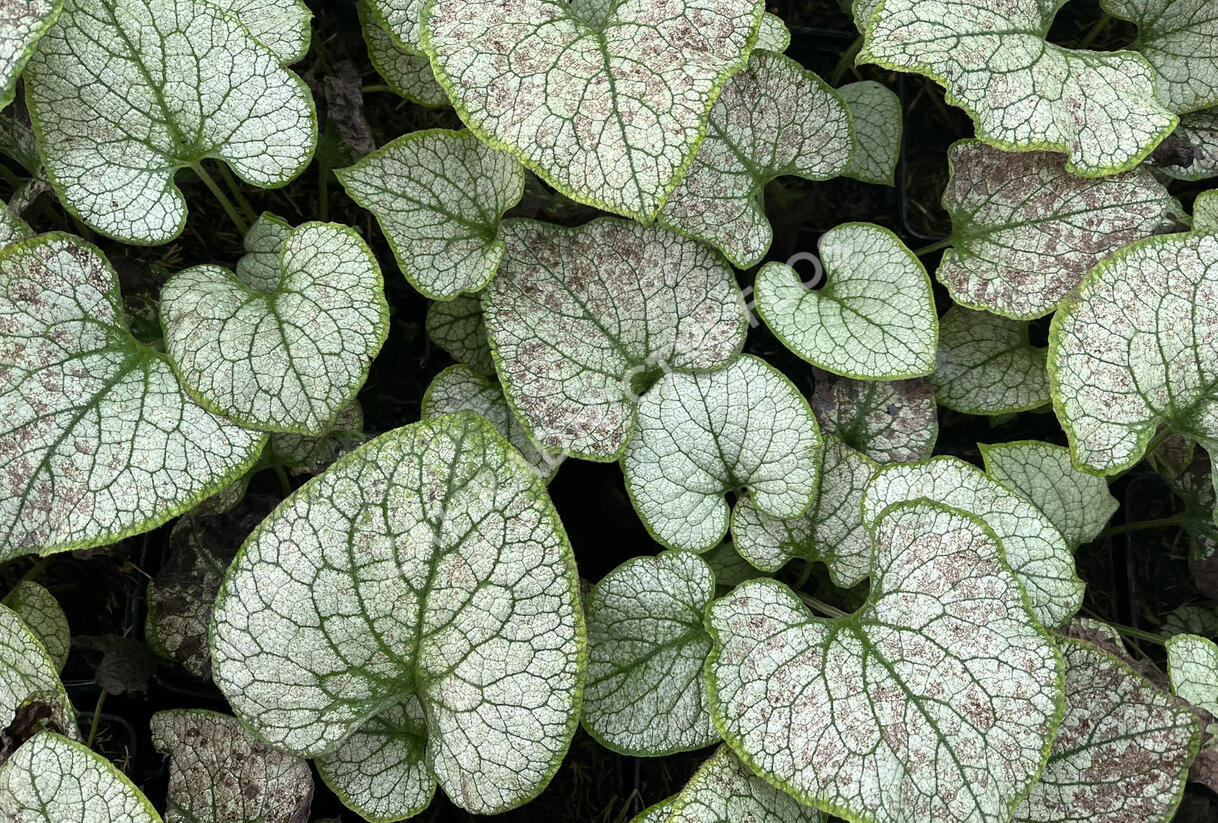 Pomněnkovec velkolistý 'Silver Spear' - Brunnera macrophylla 'Silver Spear'